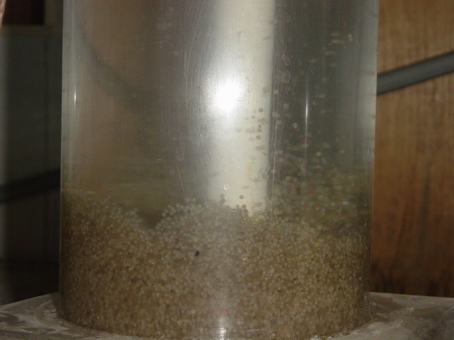 Fry in Jar